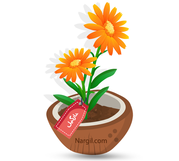 Nargil_Gerbera Jamesonii